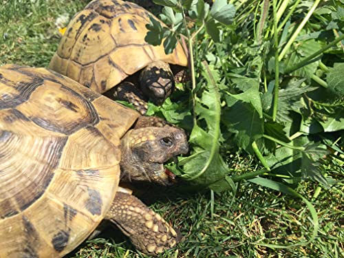 Schildkröten Futterpflanzen Mischung als Saatgut fürs Gehege, mehrjährige & winterharte Kräutermischung aus 28 Arten für Landschildkröten (15.000 Samen) von LaCaTho