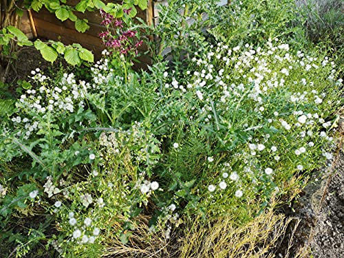 Unkrautsamen schnell wachsend aus Löwenzahn, Brennnessel & Distel, Unkraut Bombe als fiese Wiese, Unkraut Saatgut (2.000 Samen) von LaCaTho