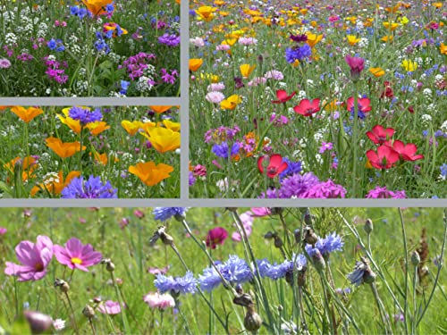 Veitshöchheimer Bienenweide - Mischung 65 Sorten Wildkräuter Wildflower - Mehrjährige Saat – Blühmischung für Blumenwiese – Insektenfreundliche Blumensamen Bienen - deutsche Samen Pflanzen (1.000 m²) von LaCaTho