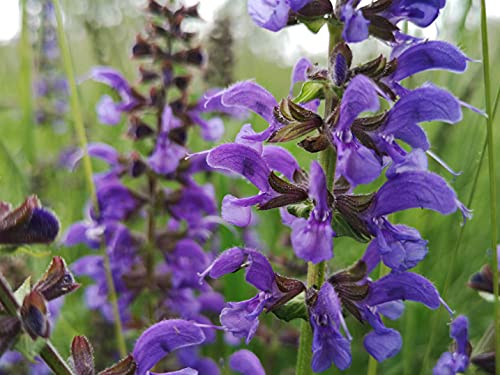 Wiesensalbei Samen lat. Salvia pratensis, heimischer mehrjähriger winterharter Salbei Samen, als bienenfreundliche Salbei Pflanze (250 Samen) von LaCaTho