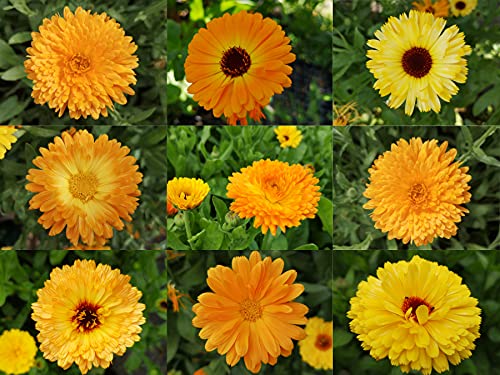 deutsche Ringelblumen Samen von gelb bis orangene Blüten, lat. Calendula, bienenfreundliche Heilpflanze mit gefüllter Blüte (500 Samen) von LaCaTho