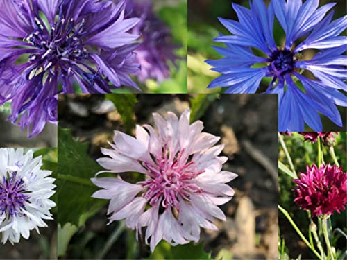 deutsche Samen der Kornblumen (lat. Centaurea cyanus), die Blüten in Farbtönen wie rosa, blau sowie lila und erfreuen Hummeln & Bienen, da die Blumen reich an Pollen sowie Nektar sind (10.000 Samen) von LaCaTho