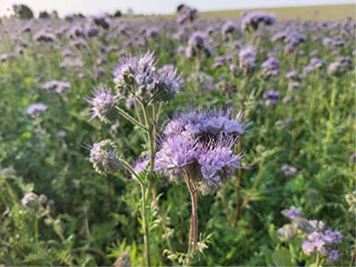 deutsche Samen der Phacelia (lat. Phacelia tanacetifolia), pflegeleichte blaue Bienenweide, Rainfarn Phazelie oder Bienenfreund, bietet für Bienen viel wertvollen Nektar und Pollen (2500 Samen) von LaCaTho