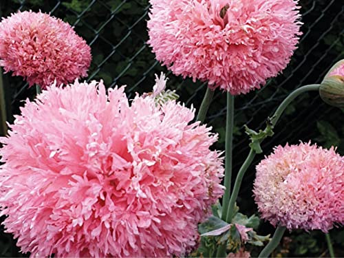 deutsche Samen vom Gefüllten Rosa Mohn, einjährigen rosa Pflanze, besonders bei Hummeln und Bienen beliebte Blume, erinnert mit den dichten Blüten an eine Pfingstrose (150 Samen) von LaCaTho