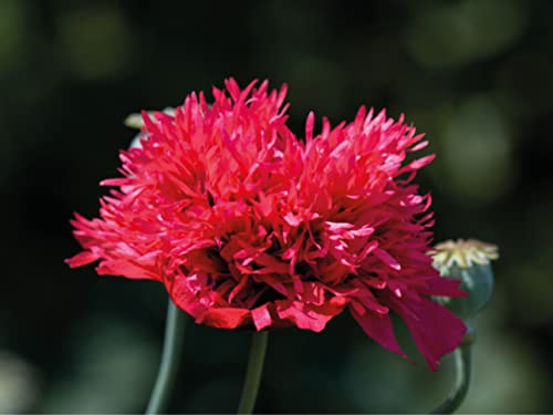 deutsche Samen vom Gefüllten Roter Mohn - einjährigen rote Mohnpflanze – gefüllter Mohn bei Hummeln beliebte Blume - gefüllte Mohnblumen Saat – weinrote & dunkelrote Mohnblüten (150 Samen) von LaCaTho