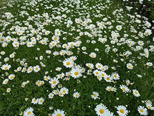 deutsche Wiesen-Margerite Samen, heimische Margerithe (lat. Leucanthemum vulgare) als Blumenwiese, Blumen Saatgut für Rasen & Wiese (3.000 Samen) von LaCaTho