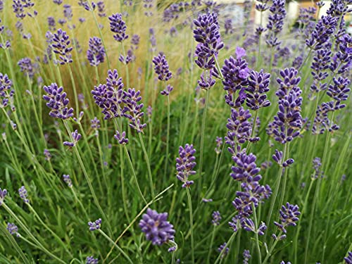 deutscher Lavendel Samen, mehrjährig & winterharte Staude, blauer Lavendelsamen für Lavendel Pflanzen (500 Samen) von LaCaTho