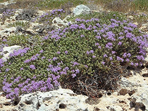 deutscher Thymian Samen mehrjährig (lat. Thymus), 10.000 Samen als Bodendecker bienenfreundliche winterharte Thymiansamen, trockenresistente Sorte (10.000 Samen) von LaCaTho