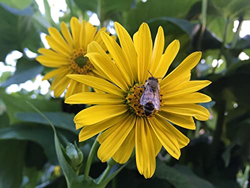 durchwachsende Silphie Samen lat. Silphium perfoliatum, die durchwachsende Silphie Pflanze (100 Samen) von LaCaTho