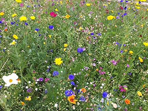 Blumenwiese mehrjährige für heimische Insekten und Bienen, winterharte Mischung für den bienenfreundlichen Garten, Blumen Wiese säen (40 m2) von LaCaTho