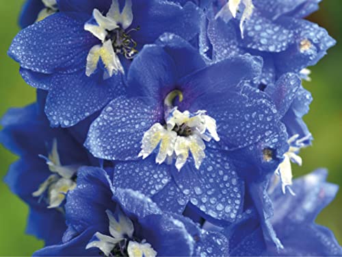 orientalischer Rittersporn Samen, blauer mehrjähringer & winterharter Ritterspornsamen lat. Consolida orientalis von LaCaTho