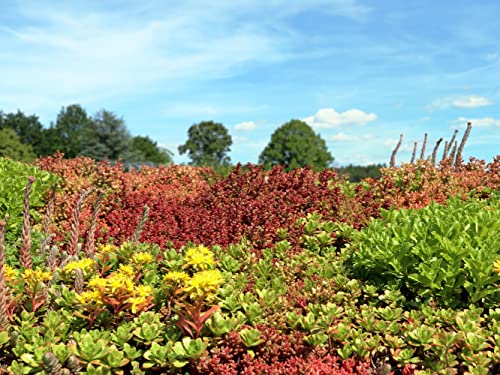 trockenresistente Dachbegrünungs-Mischung für Garagen, Steinmauern, Steine; mehrjährige Gründach Mischung aus 47 Blumensamen & 7 Gräser (2000 Samen) (3 Quadratmeter) von LaCaTho