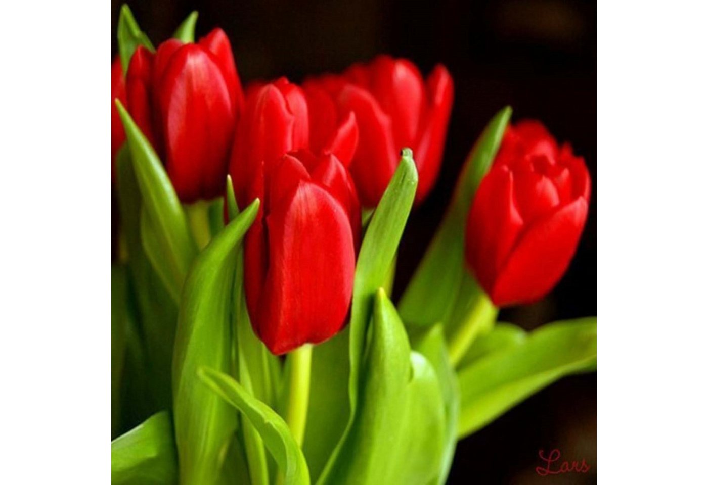 LaCute Malen nach Zahlen 5d Diamond Painting Tulpen Malen nach Zahlen 20x20cm (Komplettset für 5D Diamond Painting inklusive Leinwand, Diamanten und Werkzeugen, Diamond Painting Set mit Zubehör für DIY-Kreativität und Entspannung), 20x20cm 5D Diamond Painting mit präziser Klebeschicht & Zubehör LaCute Malen nach Zahlen 5d Diamond Painting Tulpen Malen nach Zahlen 20x20cm (Komplettset für 5D Diamond Painting inklusive Leinwand, Diamanten und Werkzeugen, Diamond Painting Set mit Zubehör für DIY-Kreativität und Entspannung), 20x20cm 5D Diamond Painting mit präziser Klebeschicht & Zubehör von LaCute