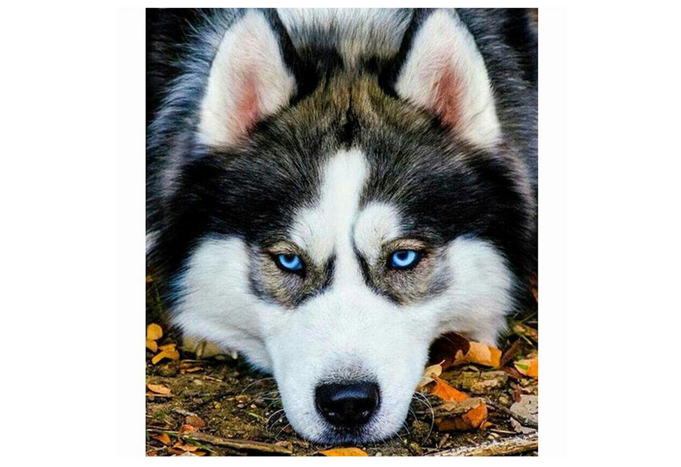 LaCute Malen nach Zahlen Husky Malset – Kreatives Malen nach Zahlen mit Rahmen 30x40cm (Komplettes Malset: Kreatives Malen nach Zahlen mit Rahmen und Farben, Malen nach Zahlen Set: Leinwand 30x40cm, Acrylfarben, Pinsel, Rahmen), Husky Malset: Hochwertige Leinwand 30x40 cm mit Acrylfarben & Rahmen von LaCute