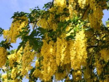 Edelgoldregen 'Vossii', 100-125 cm, Laburnum watereri 'Vossii', Containerware XXL von Laburnum watereri 'Vossii'
