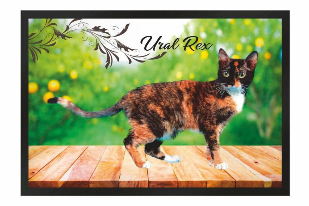 Fußmatte Schmutzfangmatte Katze Rassekatze Ural Rex F1252, Ladreas, 60x40 von Ladreas