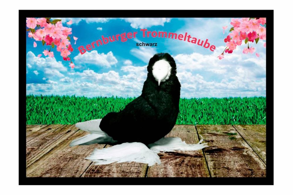 Fußmatte Schmutzfangmatte Tauben Bernburger Trommeltaube schwarz F2024, Ladreas, 60x40 von Ladreas