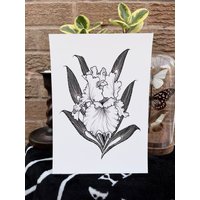 Bärtigen Iris, Druck Von Original Goth Blumen Illustration, A5 von LadySorrowArt