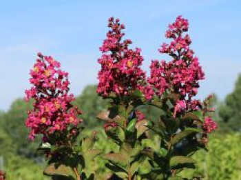 Chinesische Kräuselmyrte 'Berry Dazzle', 10-20 cm, Lagerstroemia indica 'Berry Dazzle', Containerware von Lagerstroemia indica 'Berry Dazzle'