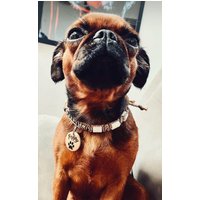Hunde-Identifikationsmedaille Aus Lackiertem Holz | Pfotenmuster von LaissedeWouf