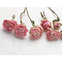 Getrocknete Rosa Mini Rose, Blume Für Harz, Schmuck, Trockene Rosen, Kleine Blumenarrangements Pflanzen, Harz Getrocknete Harzblumen von LaminariaBotanical