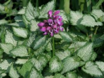 Gefleckte Taubnessel 'Beacon Silver', Lamium maculatum 'Beacon Silver', Containerware von Lamium maculatum 'Beacon Silver'