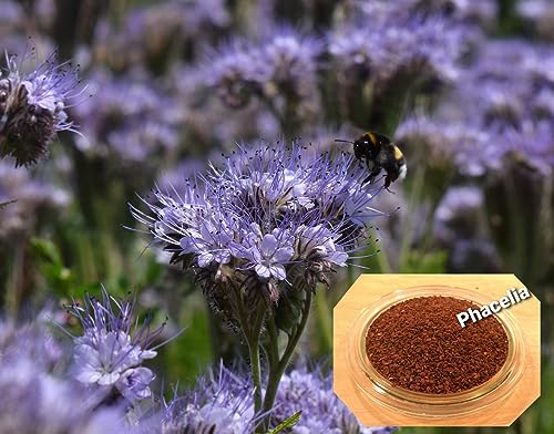 LanDixx Phacelia 10 kg Bienenweide Saatgut Imkerpflanze von LanDixx