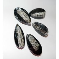 Orthoceras Fossil Schublade Knäufe Hardware Schrank Chrom Messing Kupfer Bronze Antik Schrauben Inklusive von LandiDesigns