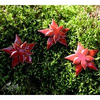 3 Kleine Rote, Orange Oder Weiße Weihnachtssterne von Landlusttoepferei