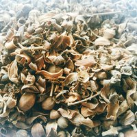 Tee Bael Kräuterblume Obst Natürliche Ceylon Getränk Getrocknete Blumen Gesundes Leben Té Tee Bael Kräuterblume Obst Natürliche Ceylon Getränk Getrocknete Blumen Gesundes Leben Té von LankanHub