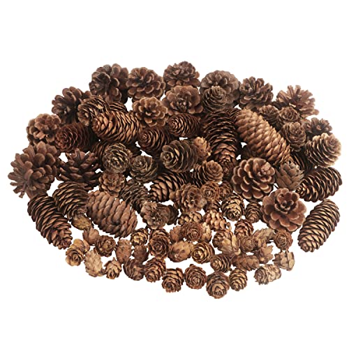 100 Stück Weihnachten Tannenzapfen Natürliche Tannenzapfen Zapfen Anzapfen Deko Weihnachten Kiefernzapfen für Handwerk DIY Hochzeit Weihnachtsbaum Herbst Winter Dekoration, Groß Mittlere Mini Bulk 100 Stück Weihnachten Tannenzapfen Natürliche Tannenzapfen Zapfen Anzapfen Deko Weihnachten Kiefernzapfen für Handwerk DIY Hochzeit Weihnachtsbaum Herbst Winter Dekoration, Groß Mittlere Mini Bulk von Larber