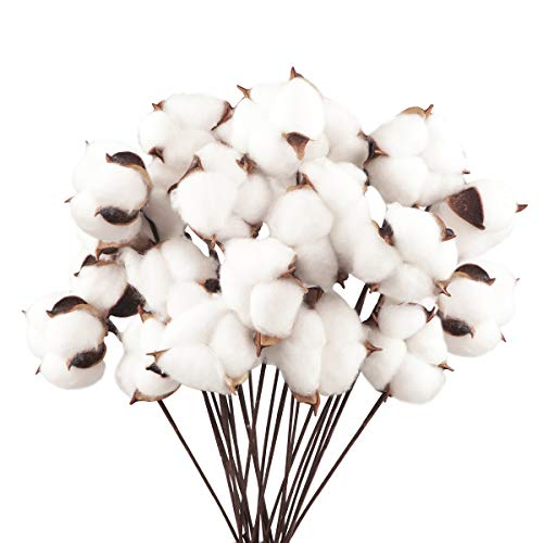 Larber 20 Stück Baumwolle Zweig Natürlich Getrocknete Blumen Künstliche Dekoblumen Weiss Kunstblumen Gefälschte Unechte Blumen für Vase Hochzeit Zimmer Cafe Dekoration für Skandinavische Deko Larber 20 Stück Baumwolle Zweig Natürlich Getrocknete Blumen Künstliche Dekoblumen Weiss Kunstblumen Gefälschte Unechte Blumen für Vase Hochzeit Zimmer Cafe Dekoration für Skandinavische Deko von Larber