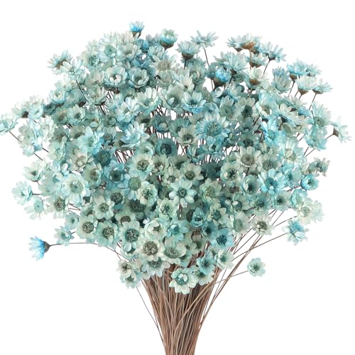 300 STK Getrocknete Blumen Brasilianische Blau Kleine Sternblume Blumen Mini Getrocknete Blumenstrauss Gänseblümchen Mini-Kamille Blumenstrauß für Blumenarrangement Hochzeit 300pcs Star Dried Flower von Larber
