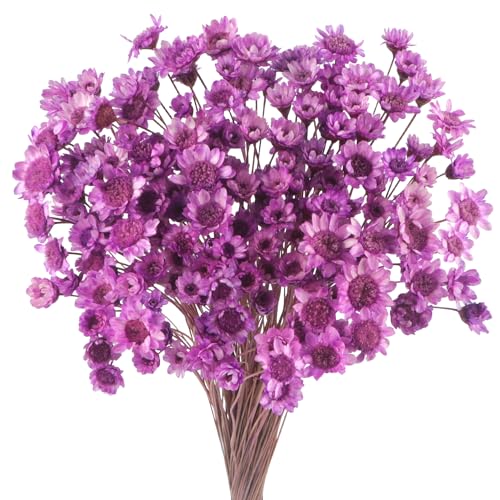 300 STK Getrocknete Blumen Brasilianische Iila Kleine Sternblume Blumen Mini Getrocknete Blumenstrauss Gänseblümchen Mini-Kamille Blumenstrauß für Blumenarrangement Hochzeit 300pcs Star Dried Flower von Larber