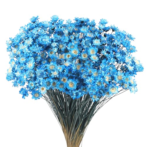 Larber 300 PCS Getrocknete Blumen Brasilianische Weiß Kleine Sternblume Blumen Mini Getrocknete Blumenstrauss Gänseblümchen Mini-Kamille Blumenstrauß für Blumenarrangement Hochzeit (B-Blau) von Larber