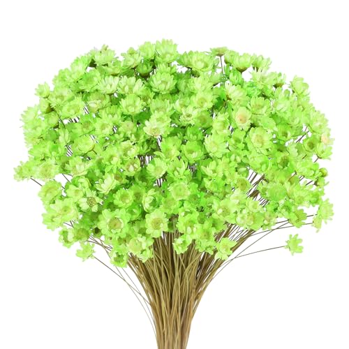 Larber 300 PCS Getrocknete Blumen Brasilianische Weiß Kleine Sternblume Blumen Mini Getrocknete Blumenstrauss Gänseblümchen Mini-Kamille Blumenstrauß für Blumenarrangement Hochzeit (Hellgrün) von Larber