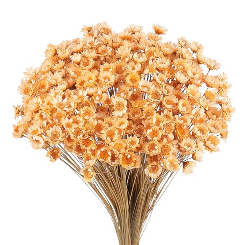Larber 300 PCS Getrocknete Blumen Brasilianische Weiß Kleine Sternblume Blumen Mini Getrocknete Blumenstrauss Gänseblümchen Mini-Kamille Blumenstrauß für Blumenarrangement Hochzeit (Lichtorange) von Larber