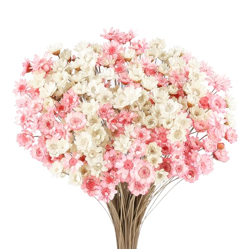 Larber 300 PCS Getrocknete Blumen Brasilianische Weiß Kleine Sternblume Blumen Mini Getrocknete Blumenstrauss Gänseblümchen Mini-Kamille Blumenstrauß für Blumenarrangement Hochzeit (Pink Weiß) von Larber