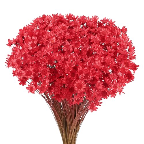 Larber 300 PCS Getrocknete Blumen Brasilianische Weiß Kleine Sternblume Blumen Mini Getrocknete Blumenstrauss Gänseblümchen Mini-Kamille Blumenstrauß für Blumenarrangement Hochzeit (Rot) von Larber