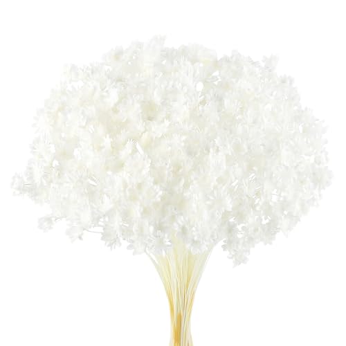 Larber 300 PCS Getrocknete Blumen Brasilianische Weiß Kleine Sternblume Blumen Mini Getrocknete Blumenstrauss Gänseblümchen Mini-Kamille Blumenstrauß für Blumenarrangement Hochzeit (Schneewiß) von Larber