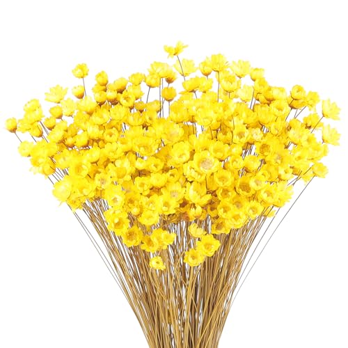 Larber 300 STK Getrocknete Blumen Brasilianische Gelb Kleine Sternblume Blumen Mini Getrocknete Blumenstrauss Gänseblümchen Mini-Kamille Blumenstrauß für Blumenarrangement Hochzeit von Larber