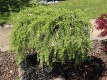 Lärche 'Puli', Stamm 120 cm, 135-150 cm, Larix decidua 'Puli', Stämmchen Lärche 'Puli', Stamm 120 cm, 135-150 cm, Larix decidua 'Puli', Stämmchen von Larix decidua 'Puli'