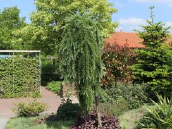 Japanische Lärche 'Stiff Weeper', Stamm 180 cm, 200-250 cm, Larix kaempferi 'Stiff Weeper', Stämmchen von Larix kaempferi 'Stiff Weeper'