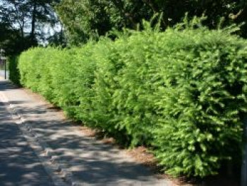 Japanische Lärche, 60-80 cm, Larix kaempferi, Containerware von Larix kaempferi