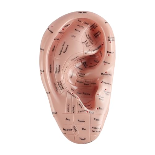 Laroal 17 cm großes Ohrakupunkturpunkt-Anzeigemodell, weiches PVC-Ohrakupunkturpunkt-Modell für das Studium der Ohranatomie und den Laborgebrauch von Laroal