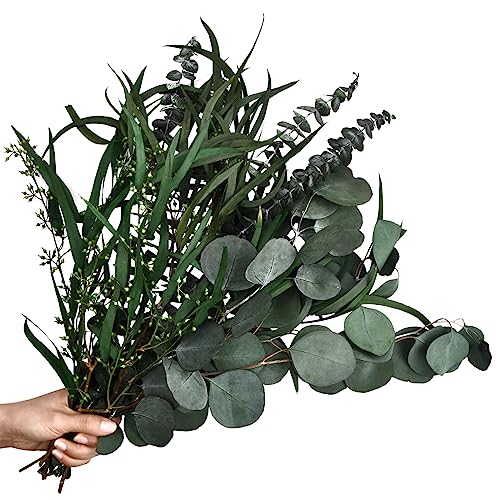 Laughhe 12 Stück Eukalyptus Getrocknet, 3 Arten Gemischte Eukalyptuszweige Natürliche Eukalyptus Echt Ewig Haltbare Trockenblumen für Die Perfekte Hochzeit Blumen Arrangements Heim Decor von Laughhe