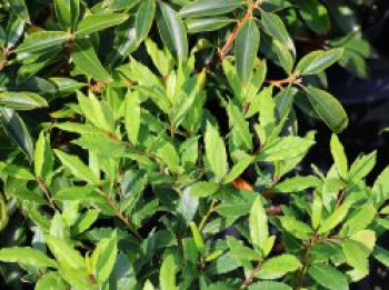Echter Lorbeer 'LITTLE RAGU' ®, 30-40 cm, Laurus nobilis 'LITTLE RAGU' ®, Containerware von Laurus nobilis 'LITTLE RAGU' ®