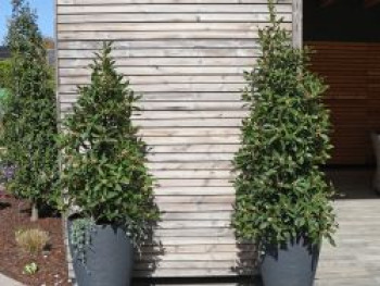Echter Lorbeer, 40-60 cm, Laurus nobilis, Containerware von Laurus nobilis