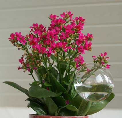 Blumendurstkugeln aus Glas 5er Set d 5/6/7cm mundgeblasen handgeformt Wasserspender Durstkugeln Lauschaer Glas das Original von Lauschaer Glas