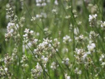 Weißer Lavendel 'Alba', Lavandula angustifolia 'Alba', Topfware von Lavandula angustifolia 'Alba'